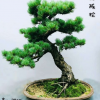批發 大板松盆景 無針松造型盆景 羅漢松 室內花卉盆栽規格齊全