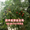 批發棗樹苗 嫁接棗樹樹苗 工程綠化冬棗樹苗品種齊全 量大優惠