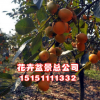 批發 嫁接柿子樹苗 柿子樹苗磨盤柿子苗 日本甜柿子苗果樹苗