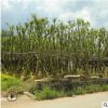 串錢柳多花紅千層 5-20年多規格成品樹 漳浦宏景種植基地批量供應