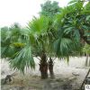 常綠喬木批發 棕櫚工廠綠化樹小區觀賞樹 宏景種植園林綠化植物