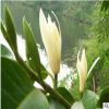 批發(fā) 花卉盆栽 白蘭花 白蘭花苗 香味持久 蘭花苗