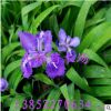 蝴蝶蘭 花苗 鳶尾苗 藍(lán)花焉尾苗 藍(lán)花蝴蝶蘭苗 燕尾苗 批發(fā)