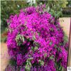 室內(nèi)盆栽花卉 三角梅盆栽 三角梅花苗盆栽 當(dāng)年開花