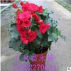 批發(fā) 盆栽花卉 玫瑰海棠 麗格海棠 盆栽 四季海棠