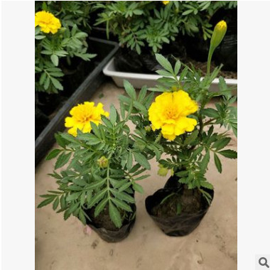 供應(yīng)孔雀草 黃金菊 大花金雞菊 三色堇 長春花 鼠尾草 一串紅