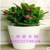 自家苗圃繁殖基地直供 室內(nèi)桌面盆栽花卉 虎刺梅 量大從優(yōu)
