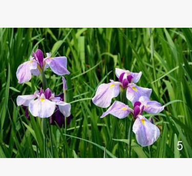 水生植物 玉蟬花 花菖蒲 耐寒 批發(fā)價(jià)格 工程綠化苗木 量大優(yōu)惠