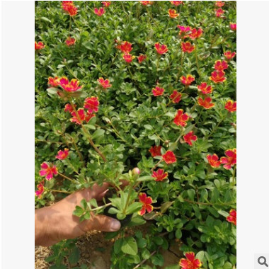 太陽花 馬蘭花 草花地被 水生植物 半枝蓮 基地直銷