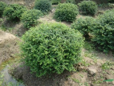 基地直銷 火棘球 小苗 銀姬水蠟球 園林綠化工程苗木 批發價格