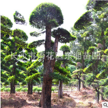 欏木石楠供應 造型欏木石楠 規格齊全 貨源充足 可大量批發