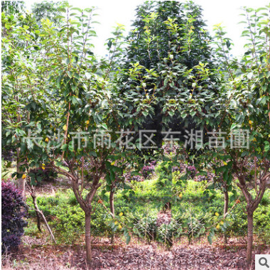 精選櫻花基地長期供應櫻花樹綠化樹木 園林景觀 大櫻花樹貨源充足