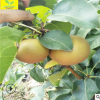 梨樹苗 農戶自家種植皇冠梨樹苗05 08 1 1.5公分梨樹苗