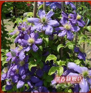 特價(jià)秒殺 進(jìn)口鐵線蓮【藍(lán)龍】盆栽地栽都可以花卉植物花苗