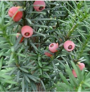 特價(jià)盆景 1-10年苗 曼地亞 紅豆杉苗 帶花蕾 10年苗包開花包結(jié)果