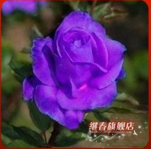 進(jìn)口紫玫瑰苗【紫霞】純天然生長(zhǎng),當(dāng)年開花 二年花苗