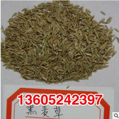 基地直銷黑麥草種子 優(yōu)質(zhì)精選黑麥草種子 牧草種子黑麥草質(zhì)優(yōu)價廉