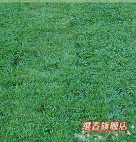 四季長(zhǎng)青的草坪種子,耐熱性強(qiáng)的早熟禾種子(藍(lán)鉆)每斤28元