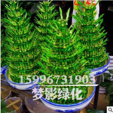批發(fā)室內(nèi)富貴竹盆栽 盆栽植物室內(nèi)綠化 水培轉(zhuǎn)運(yùn)竹 竹塔 節(jié)節(jié)高