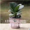 觀葉琴葉榕 大圓葉室內盆栽大植物凈化易養花卉綠植 琴葉榕盆栽
