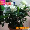 濃香型牡丹梔子花樹(shù)苗 大葉小葉中葉梔子花苗盆栽梔子花樹(shù)苗