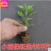 特價(jià)基地直銷(xiāo) 精品盆栽 菊花小苗 當(dāng)年開(kāi)花苗 盆栽花卉