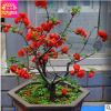 日本海棠花盆栽花卉花苗 植物盆景樹(shù)樁長(zhǎng)壽冠海棠7年大苗 樹(shù)形好