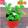 茉莉花苗 室內(nèi)花卉盆栽綠植 重瓣四季開(kāi)花庭院植物芳香 凈化空氣