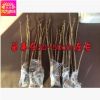 批發(fā)精品牡丹花苗 白雪塔 盆栽花卉 5-7年苗 洛陽(yáng) 菏澤 芍藥花苗