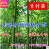 批發青竹苗 早園竹苗 竹子苗 室內 小型庭院用竹直銷 毛竹苗