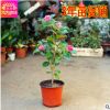 室內盆栽 茶花苗 帶花苞 山茶花樹苗 當年開花 年宵花卉 3年苗