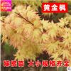 正宗日本紅楓黃金楓 三季黃葉橙之夢 日本黃楓新品種苗木 包成活