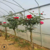 嫁接樹狀月季 盆景 大花 樹樁植物庭院栽植濃香四季花卉老樁苗木