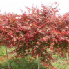 日本紅楓苗 紅楓小苗 秋火焰紅舞姬 盆栽紅楓樹苗綠化樹苗