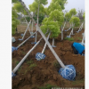 基地直銷金葉白蠟 彩葉苗木金葉白蠟5-14公分 2-3年冠幅