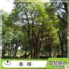 香樟 產地直銷精品喬木香樟 移栽苗叢生香樟 無二次移栽香樟樹苗