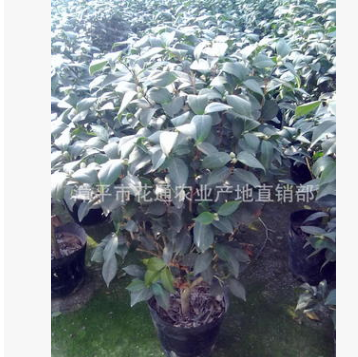 產(chǎn)地直銷花卉盆栽植物茶花 批發(fā)茶花(赤丹 ) 茶花（千里香）