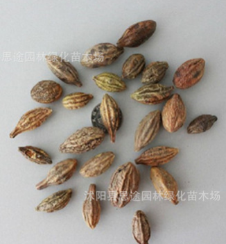 批發優質中藥材種子 柯子種子 當年新採大金果種子