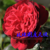 歐月藤本月季玫瑰國度天使 爬藤植物薔薇花苗 庭院陽臺花卉盆栽