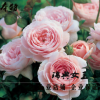本特 歐月瑞典女王歐洲進口月季花苗濃香大花 陽臺花卉盆栽