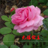 歐洲月季花苗 經典微型月季無限公主月季 粉色大花勤花豐花