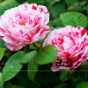 歐月說愁月季花苗 庭院植物 月季花盆栽 條紋月季苗 灌木豐花月季