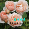 歐月苗安布里奇 安部姬月季花苗 灌木月季庭院豐花月季玫瑰花濃香