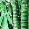 基地批發(fā)銷售龜甲竹 供應(yīng)優(yōu)質(zhì)龜甲竹苗四季常青量大從優(yōu)
