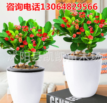 海棠花花卉盆栽 四季綠植水培觀花植物 虎刺梅鐵海棠室內(nèi)耐寒植物