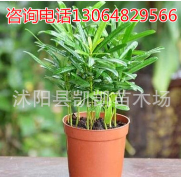 羅漢松 小苗室內(nèi)植物盆栽吸甲醛凈化空氣花卉綠植四季常青可水培