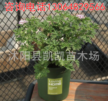 驅(qū)蚊草盆栽 花苗驅(qū)蟲(chóng)防蚊香草辦公室內(nèi)綠色植物包郵 夏天臥室植物