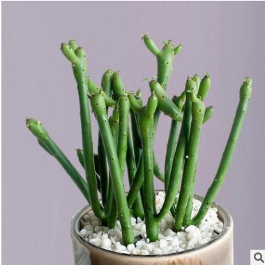 泰曼珊瑚棒群生多肉植物組合盆栽光棍樹(shù)綠玉樹(shù)搖錢(qián)樹(shù)室內(nèi)量大包郵
