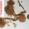 法桐種子 法桐樹種子當年新采的 速生法國梧桐樹種子實體公司批發