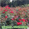 基地批發(fā)銷售紅帽月季 大花月季 豐花月季 各種月季苗出售